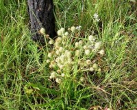 eryngium yuccifolium 1.jpg